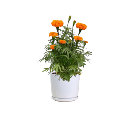Marigolds